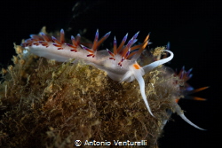 Cratena nudibranchs_November 2025
(CanonRF100,1/200,f13,... by Antonio Venturelli 
